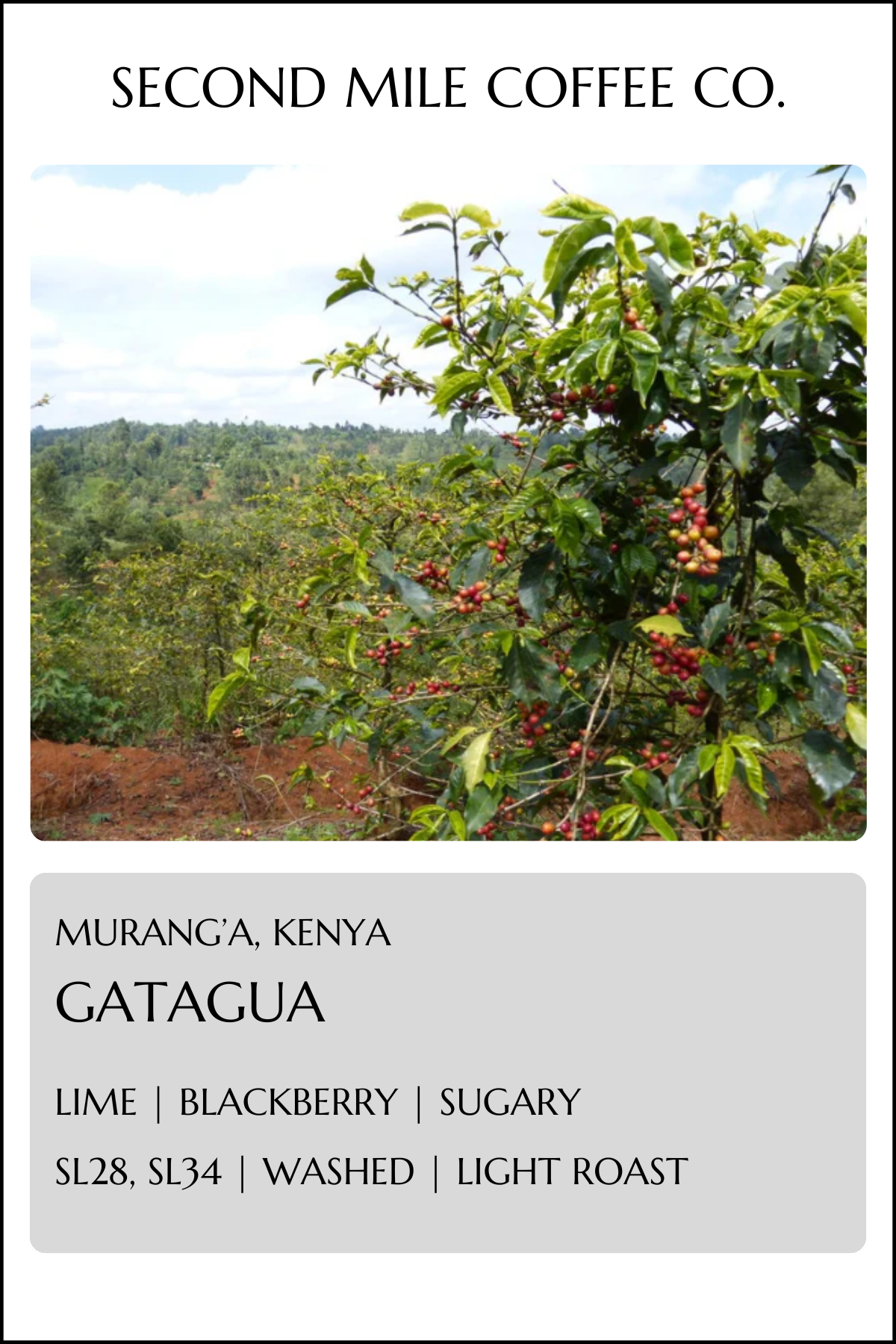 Kenya Murang'a Gatagua AA