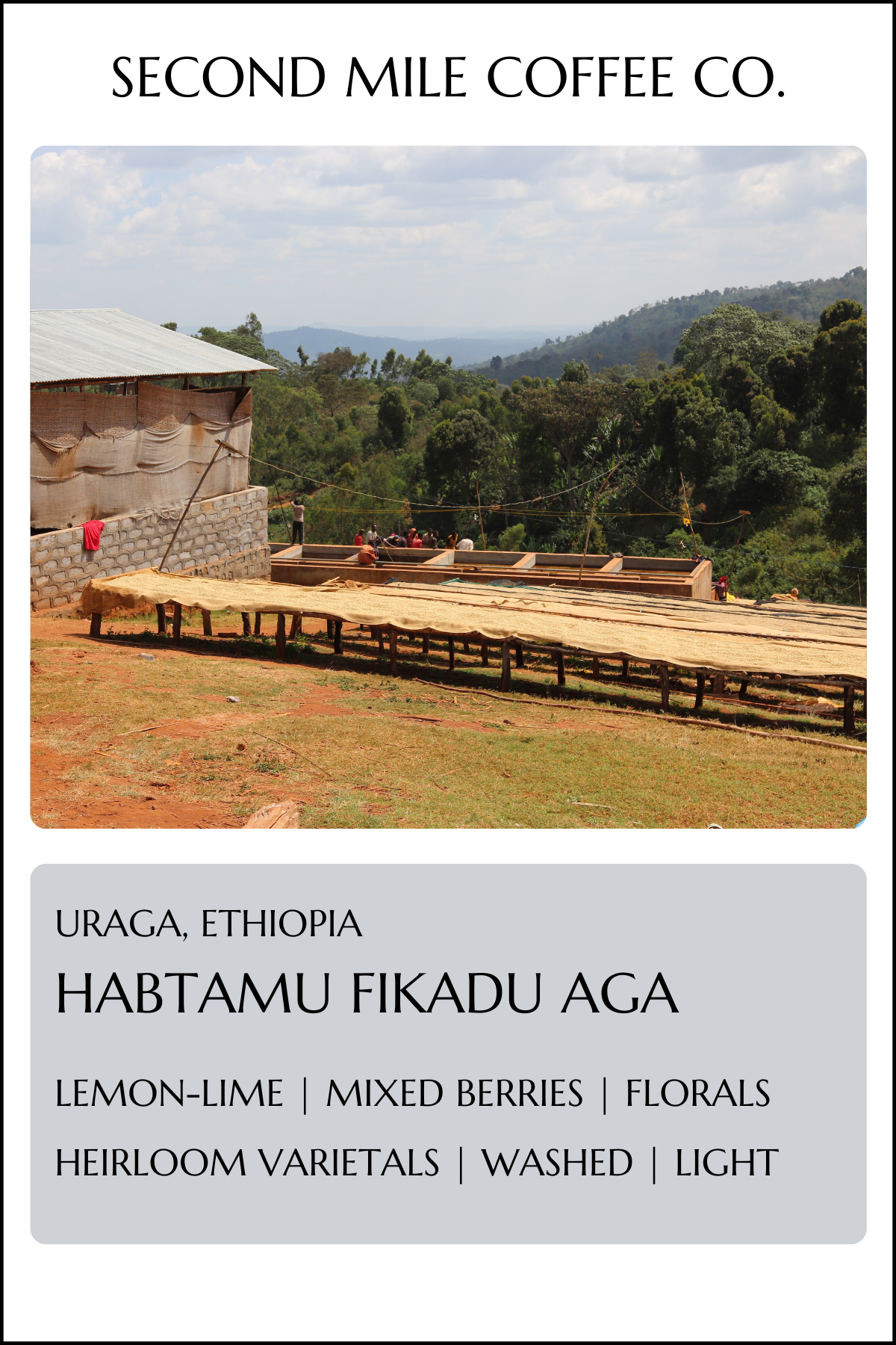 Ethiopia Habtamu Fikadu Washed