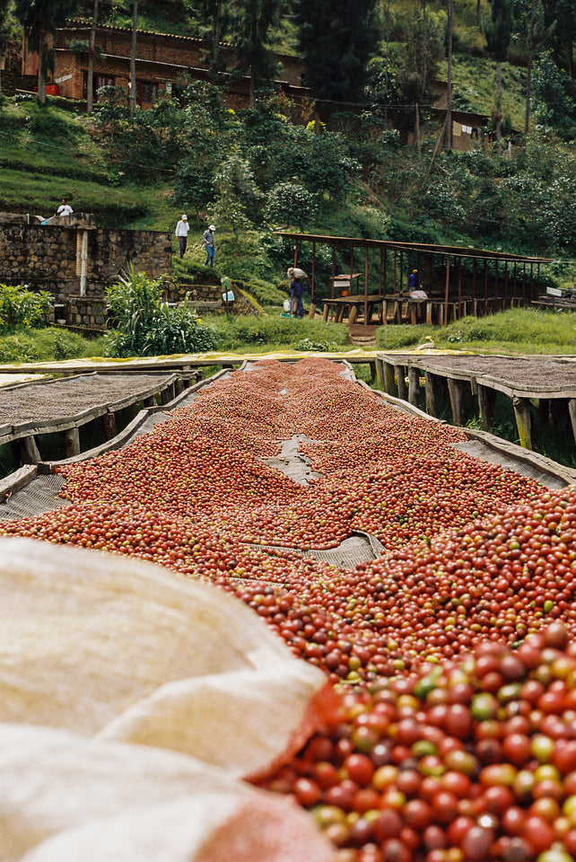 Rwanda Gatare Washed